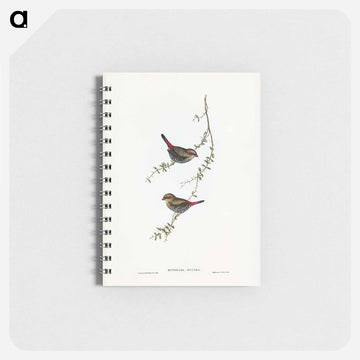 Red-eared Finch
 - ジョン グールド Memo.