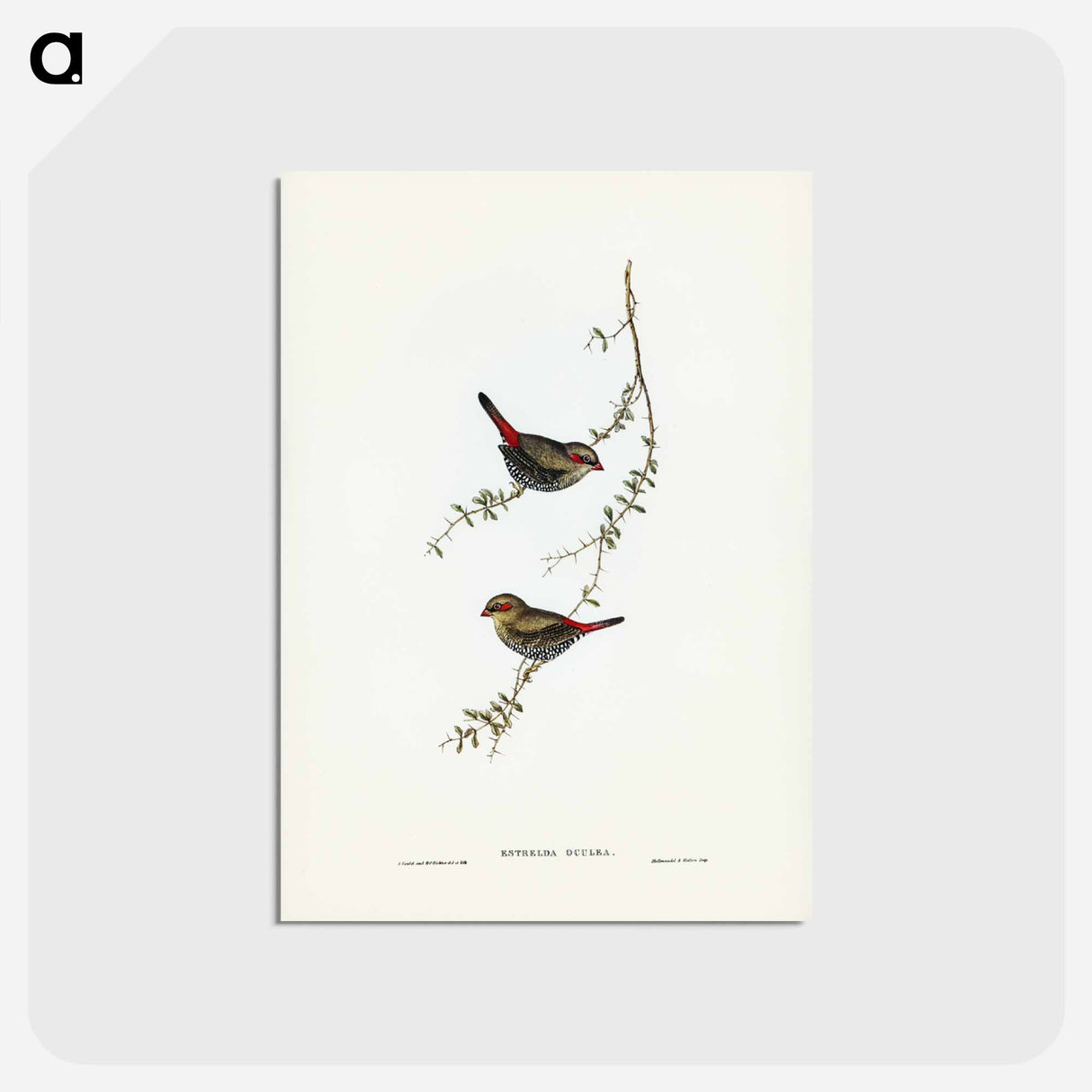 アートポストカード-Red-eared Finch
 - ジョン グールド Postcard.