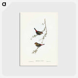 アートポストカード-Red-eared Finch
 - ジョン グールド Postcard.