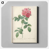 アートパネル-Rose illustration - ピエール ジョゼフ ルドゥーテ Canvas.