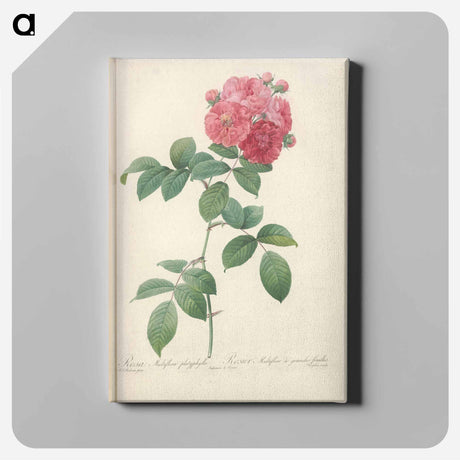 アートパネル-Rose illustration - ピエール ジョゼフ ルドゥーテ Canvas.