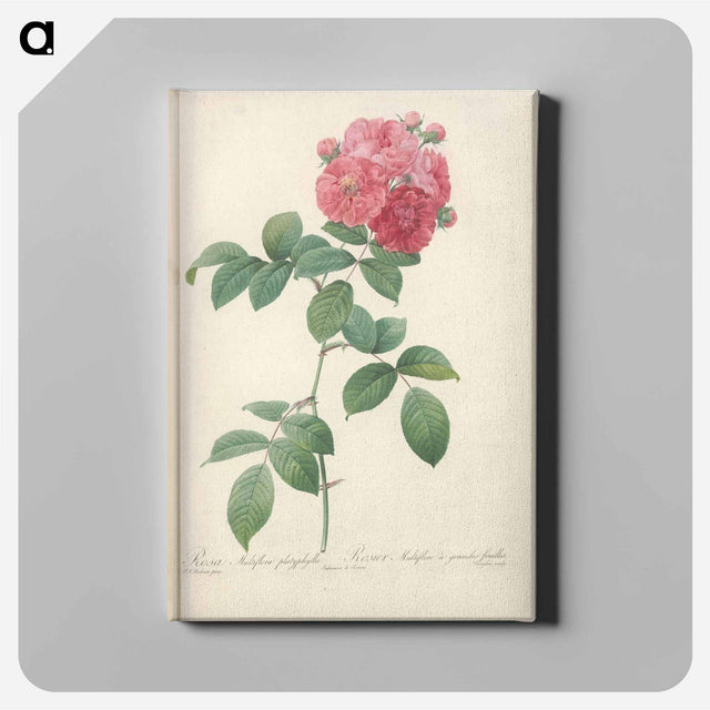 アートパネル-Rose illustration - ピエール ジョゼフ ルドゥーテ Canvas.