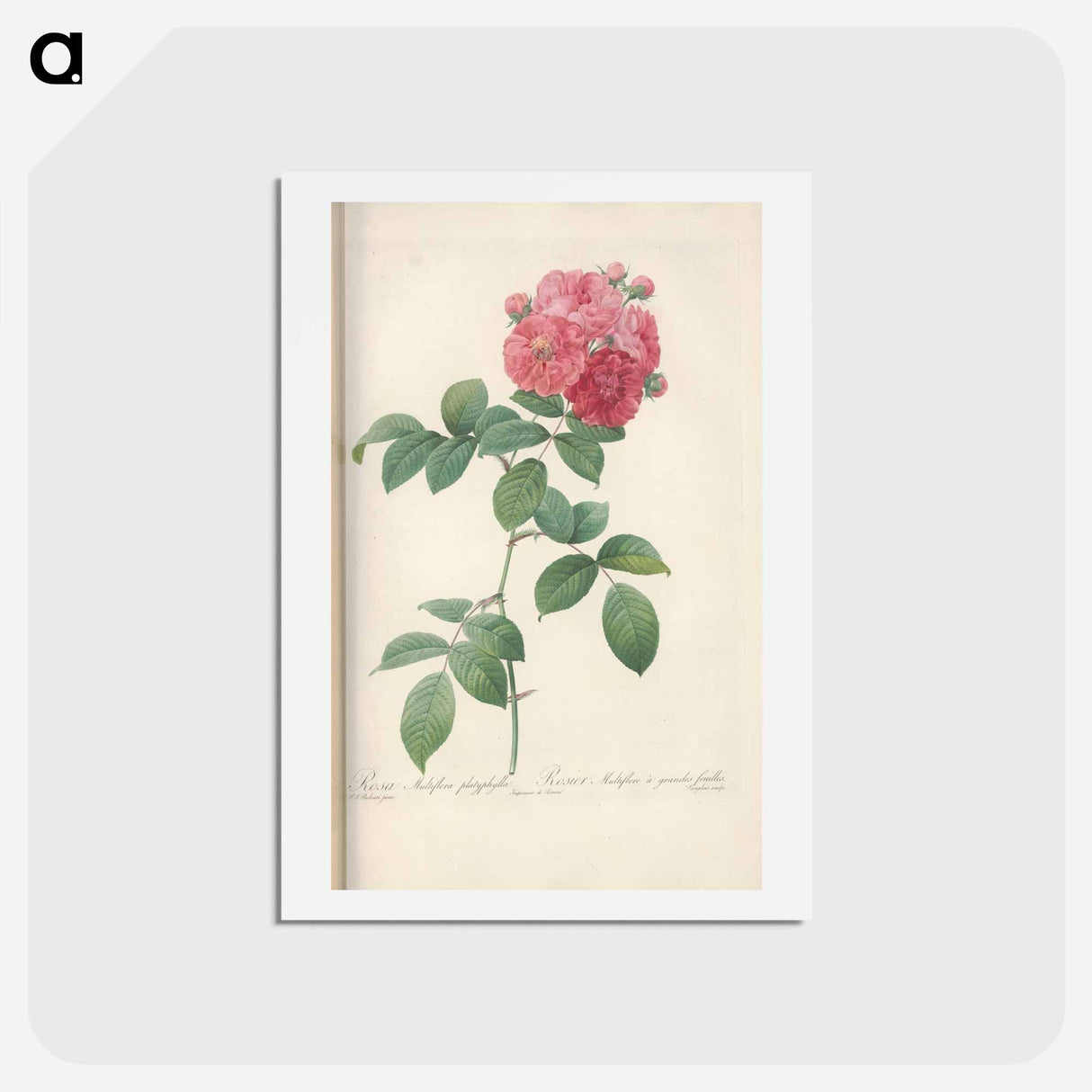 アートポストカード-Rose illustration - ピエール ジョゼフ ルドゥーテ Postcard.