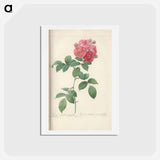 アートポストカード-Rose illustration - ピエール ジョゼフ ルドゥーテ Postcard.