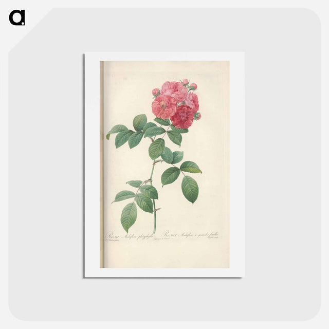 アートポストカード-Rose illustration - ピエール ジョゼフ ルドゥーテ Postcard.