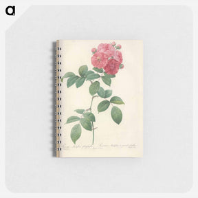 アートメモ帳-Rose illustration - ピエール ジョゼフ ルドゥーテ Memo.