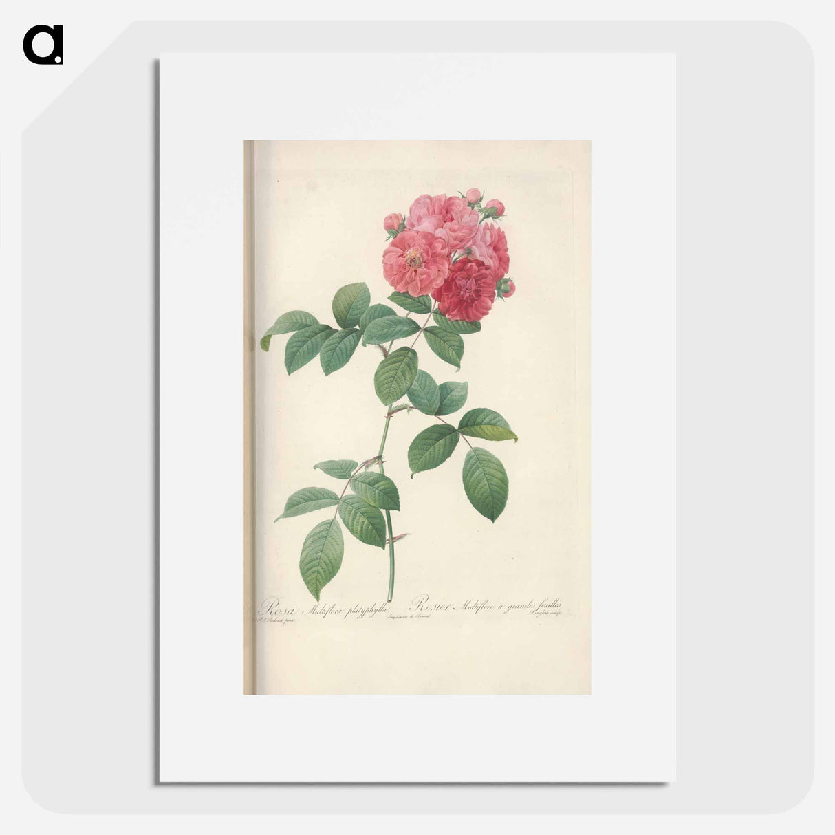 Rose illustration - Pierre Joseph Redouté Poster.