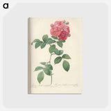 アートポストカード-Rose illustration - ピエール ジョゼフ ルドゥーテ Postcard.