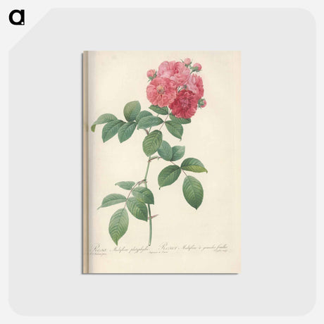 アートポストカード-Rose illustration - ピエール ジョゼフ ルドゥーテ Postcard.