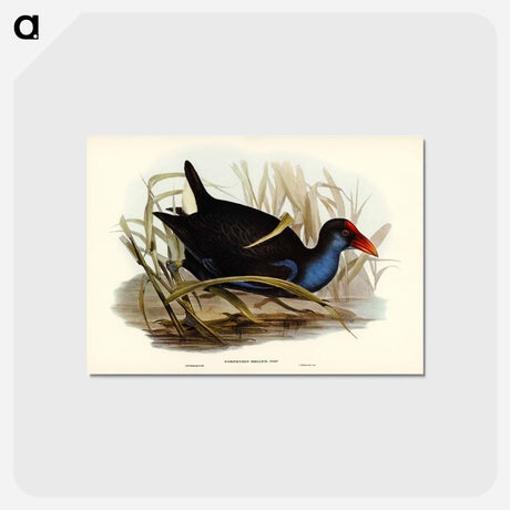 アートポストカード-Azure-breasted Porphyrio
 - オーストラリアの鳥 Postcard.