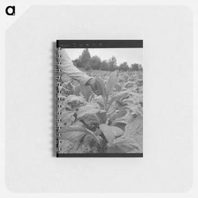 アートメモ帳-tenant topping tobacco - ドロテア ラング Memo.