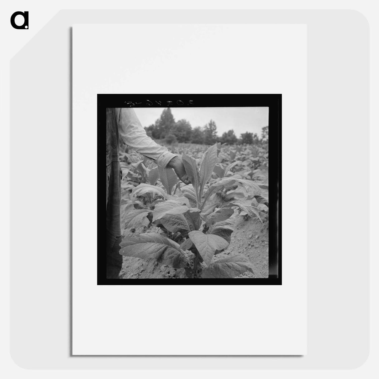 tenant topping tobacco - Dorothea Lange Poster.