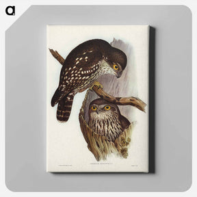 アートパネル-Winking Owl
 - ジョン グールド Canvas.