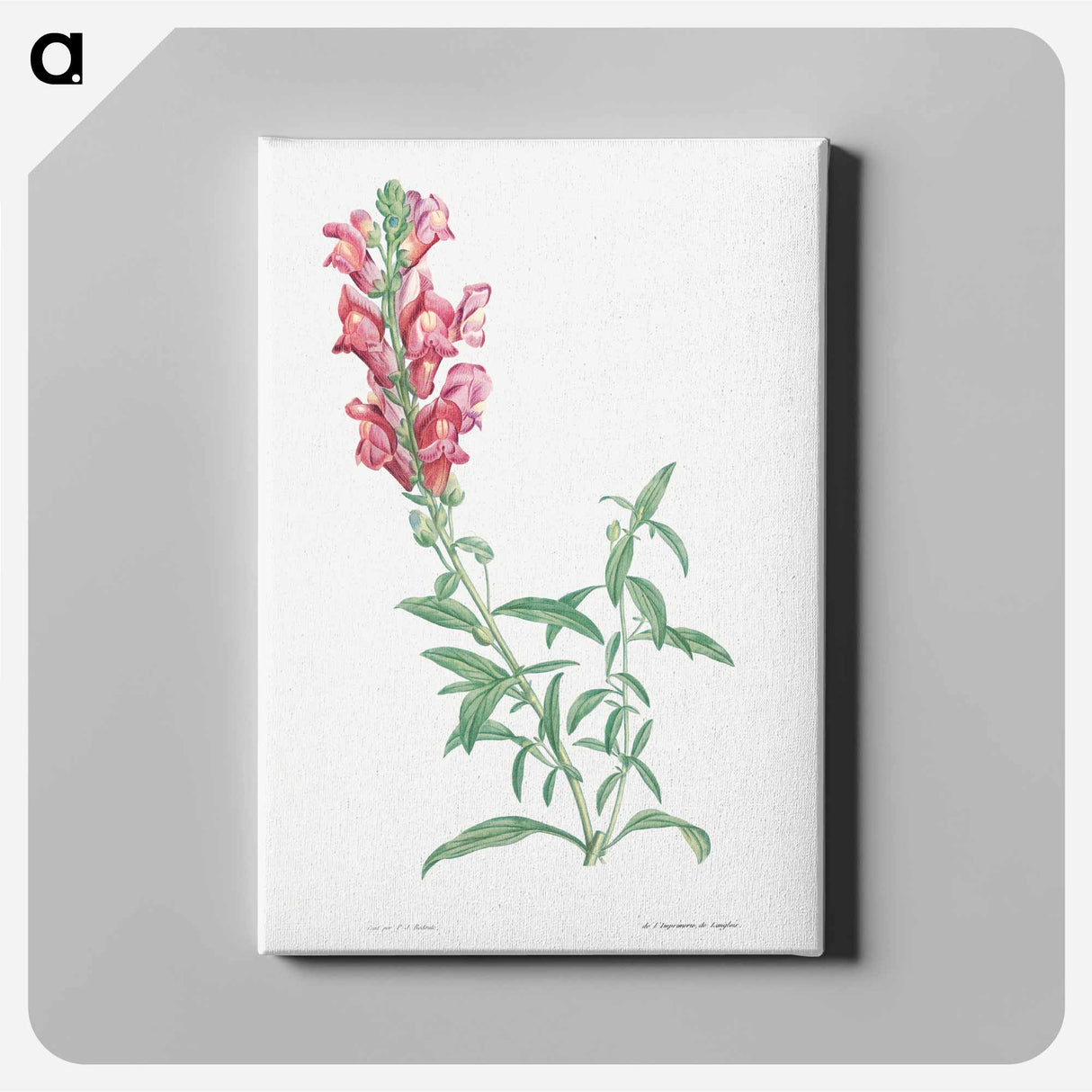 アートパネル-Dragon flowers - ピエール ジョゼフ ルドゥーテ Canvas.