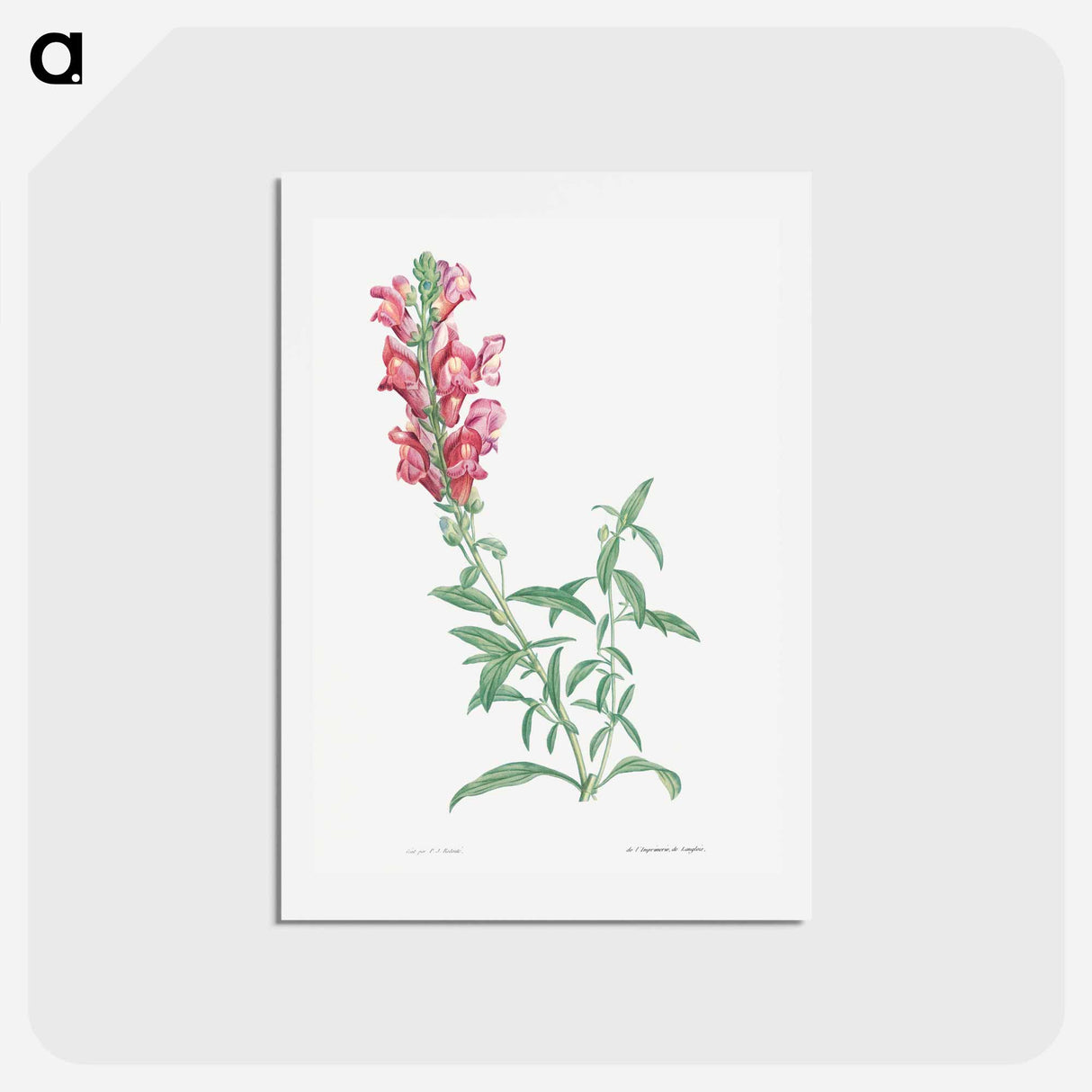 アートポストカード-Dragon flowers - ピエール ジョゼフ ルドゥーテ Postcard.