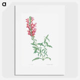 Dragon flowers - Pierre Joseph Redouté Poster.