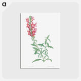 アートポストカード-Dragon flowers - ピエール ジョゼフ ルドゥーテ Postcard.