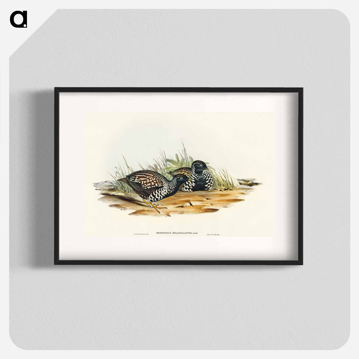 Black-breasted Hemipode
 - オーストラリアの鳥 Poster.