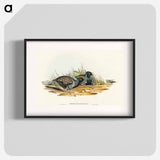 Black-breasted Hemipode
 - オーストラリアの鳥 Poster.