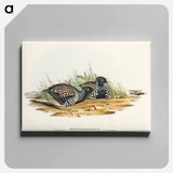 Black-breasted Hemipode
 - オーストラリアの鳥 Canvas.