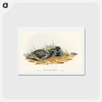 アートポストカード-Black-breasted Hemipode
 - オーストラリアの鳥 Postcard.
