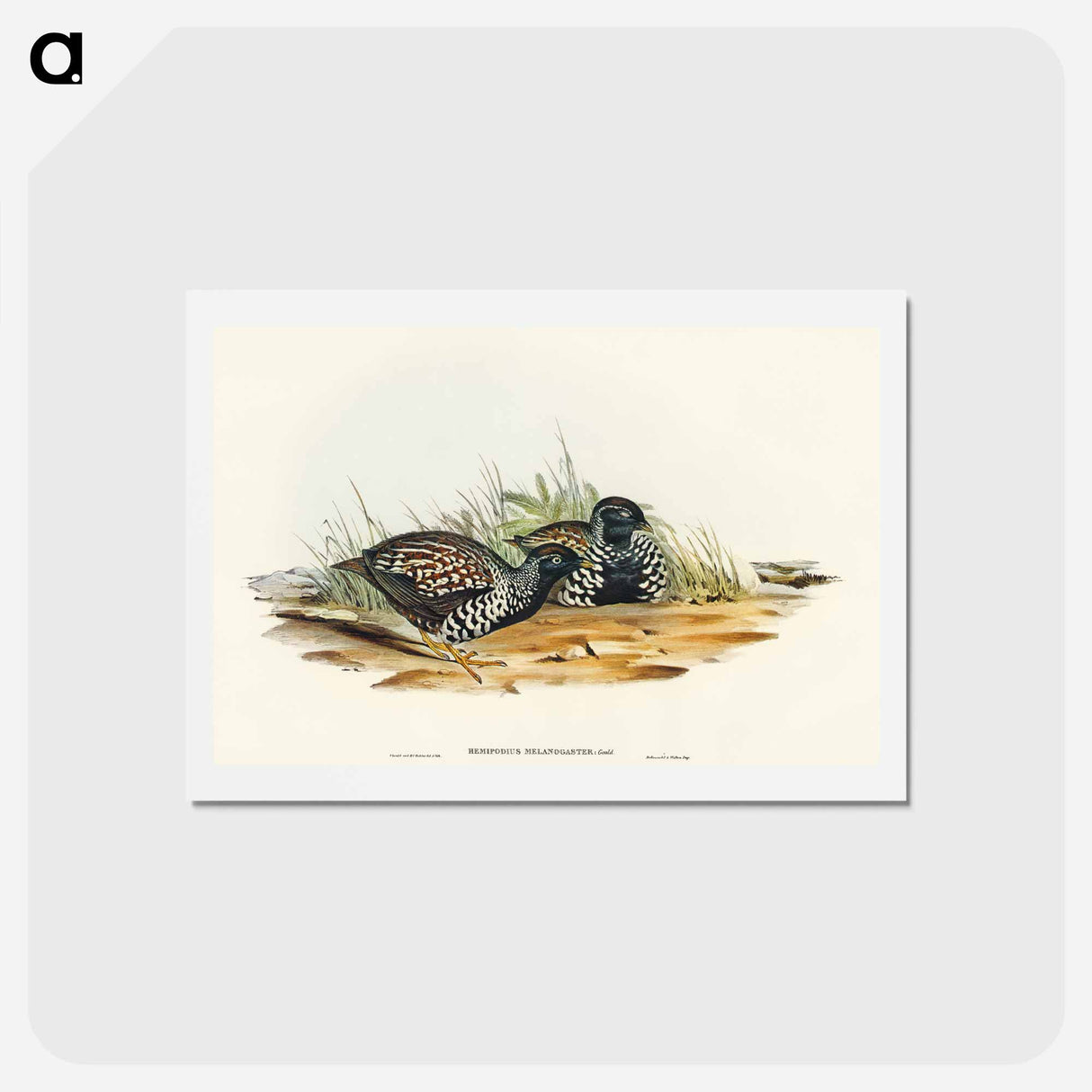 アートポストカード-Black-breasted Hemipode
 - オーストラリアの鳥 Postcard.