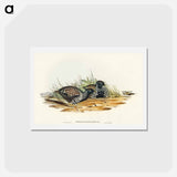 アートポストカード-Black-breasted Hemipode
 - オーストラリアの鳥 Postcard.