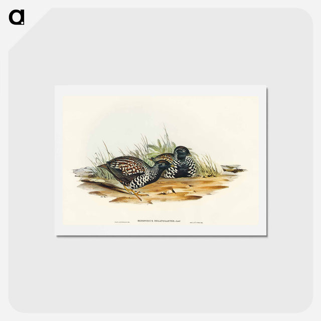 アートポストカード-Black-breasted Hemipode
 - オーストラリアの鳥 Postcard.