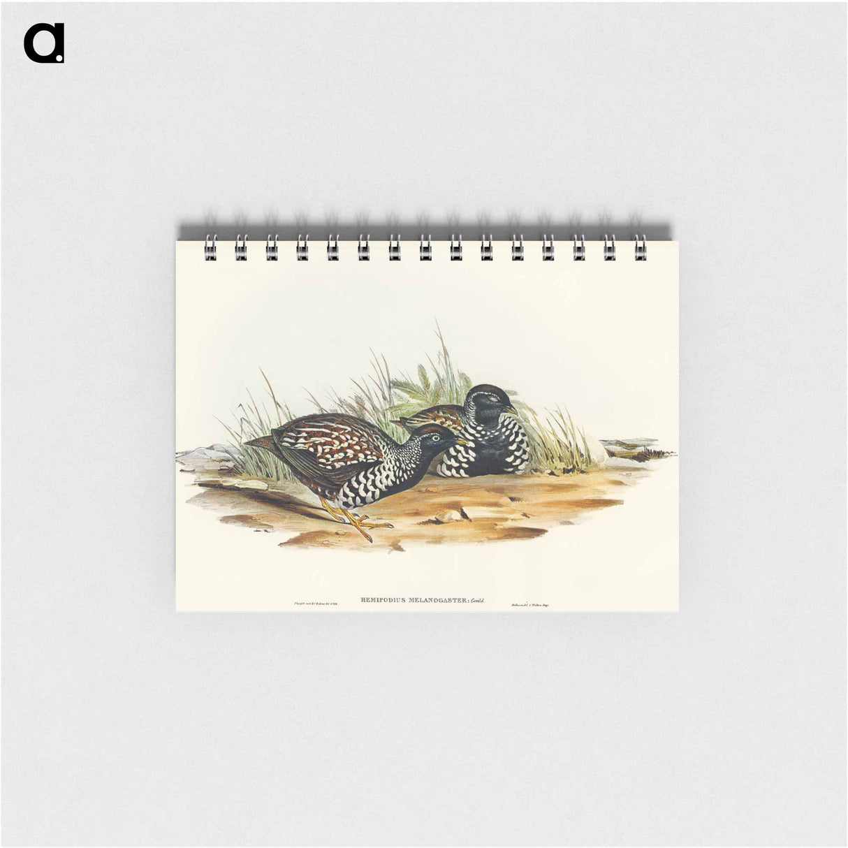 アートメモ帳-Black-breasted Hemipode
 - オーストラリアの鳥 Memo.