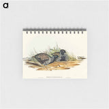 アートメモ帳-Black-breasted Hemipode
 - オーストラリアの鳥 Memo.