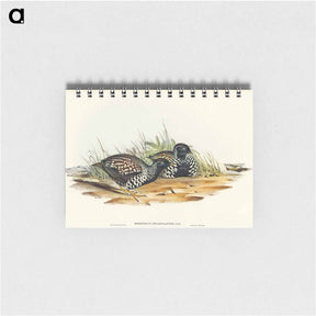 アートメモ帳-Black-breasted Hemipode
 - オーストラリアの鳥 Memo.