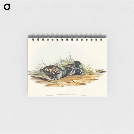 アートメモ帳-Black-breasted Hemipode
 - オーストラリアの鳥 Memo.