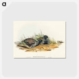アートポストカード-Black-breasted Hemipode
 - オーストラリアの鳥 Postcard.
