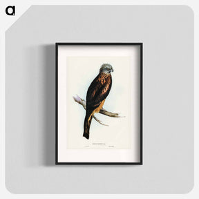 アートポスター-Square-tailed Kite
 - ジョン グールド Poster.
