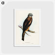 アートポストカード-Square-tailed Kite
 - ジョン グールド Postcard.