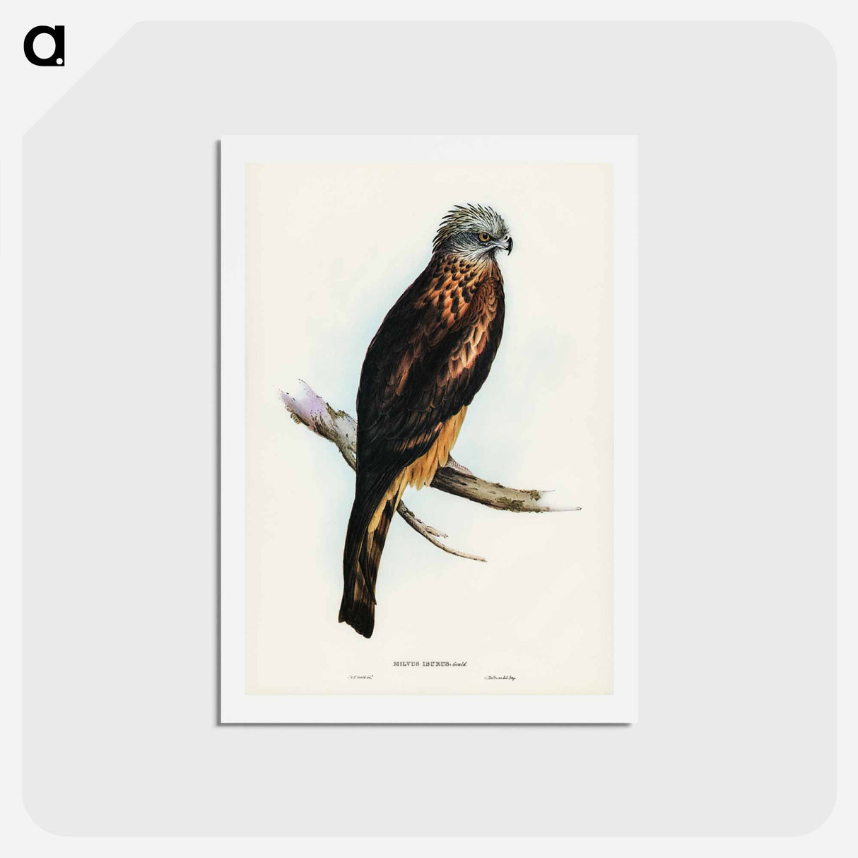 アートポストカード-Square-tailed Kite
 - ジョン グールド Postcard.