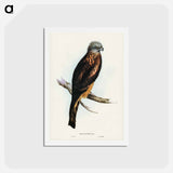 アートポストカード-Square-tailed Kite
 - ジョン グールド Postcard.