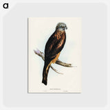 アートポストカード-Square-tailed Kite
 - ジョン グールド Postcard.