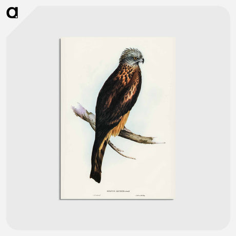 アートポストカード-Square-tailed Kite
 - ジョン グールド Postcard.