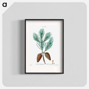 アートポスター-Aleppo pine - ピエール ジョゼフ ルドゥーテ Poster.
