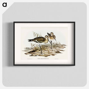 アートポスター-Black-tailed Godwit
 - オーストラリアの鳥 Poster.