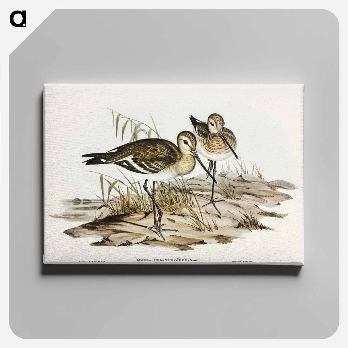 Black-tailed Godwit
 - オーストラリアの鳥 Canvas.