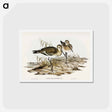アートポストカード-Black-tailed Godwit
 - オーストラリアの鳥 Postcard.