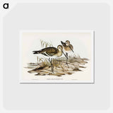 アートポストカード-Black-tailed Godwit
 - オーストラリアの鳥 Postcard.