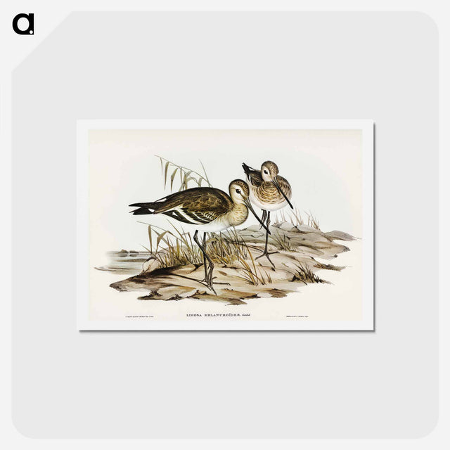 アートポストカード-Black-tailed Godwit
 - オーストラリアの鳥 Postcard.