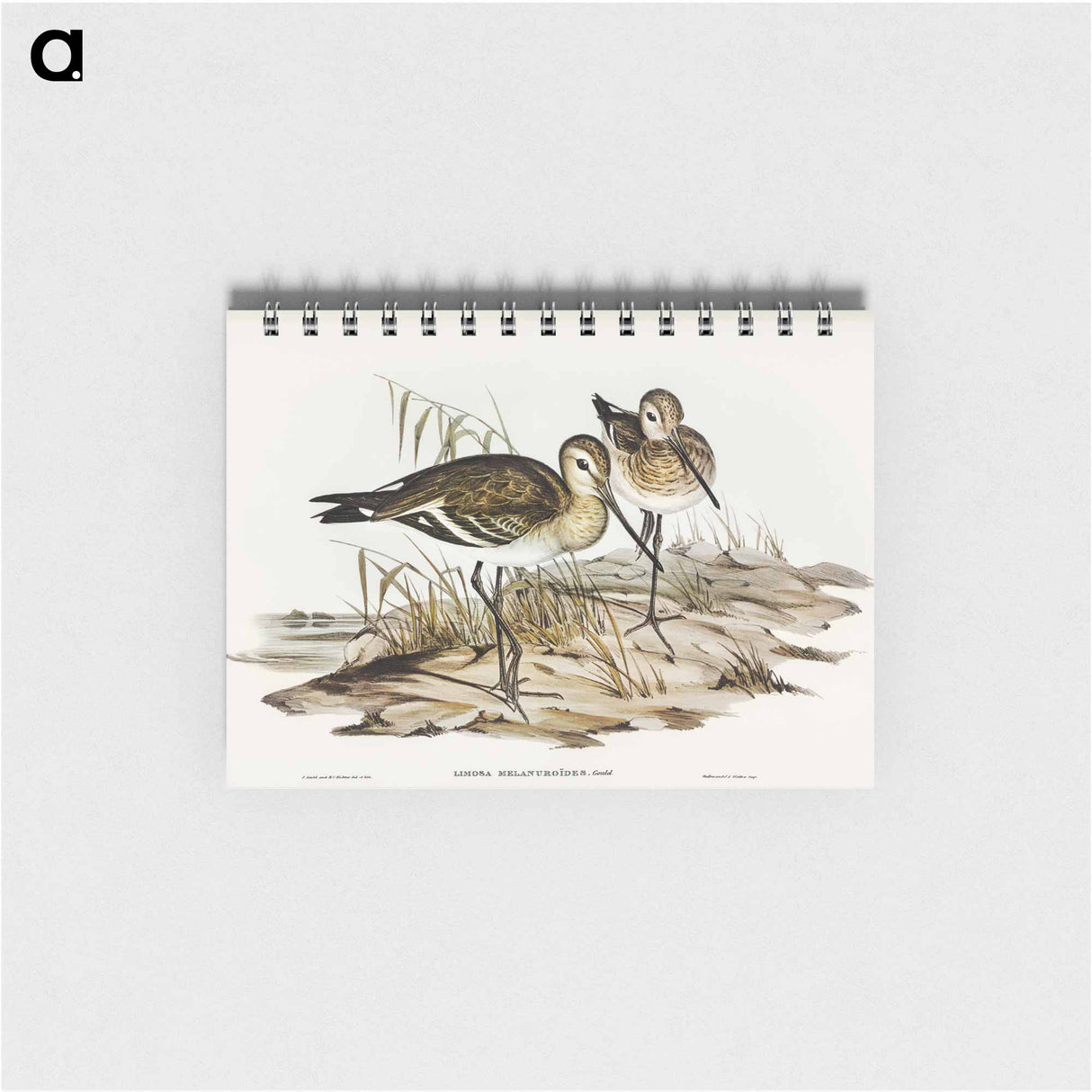 アートメモ帳-Black-tailed Godwit
 - オーストラリアの鳥 Memo.