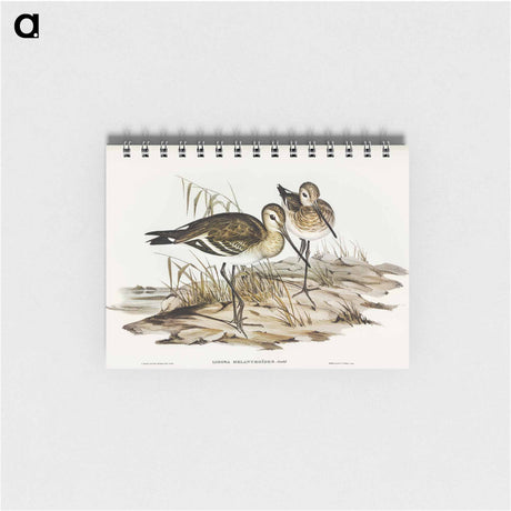 アートメモ帳-Black-tailed Godwit
 - オーストラリアの鳥 Memo.