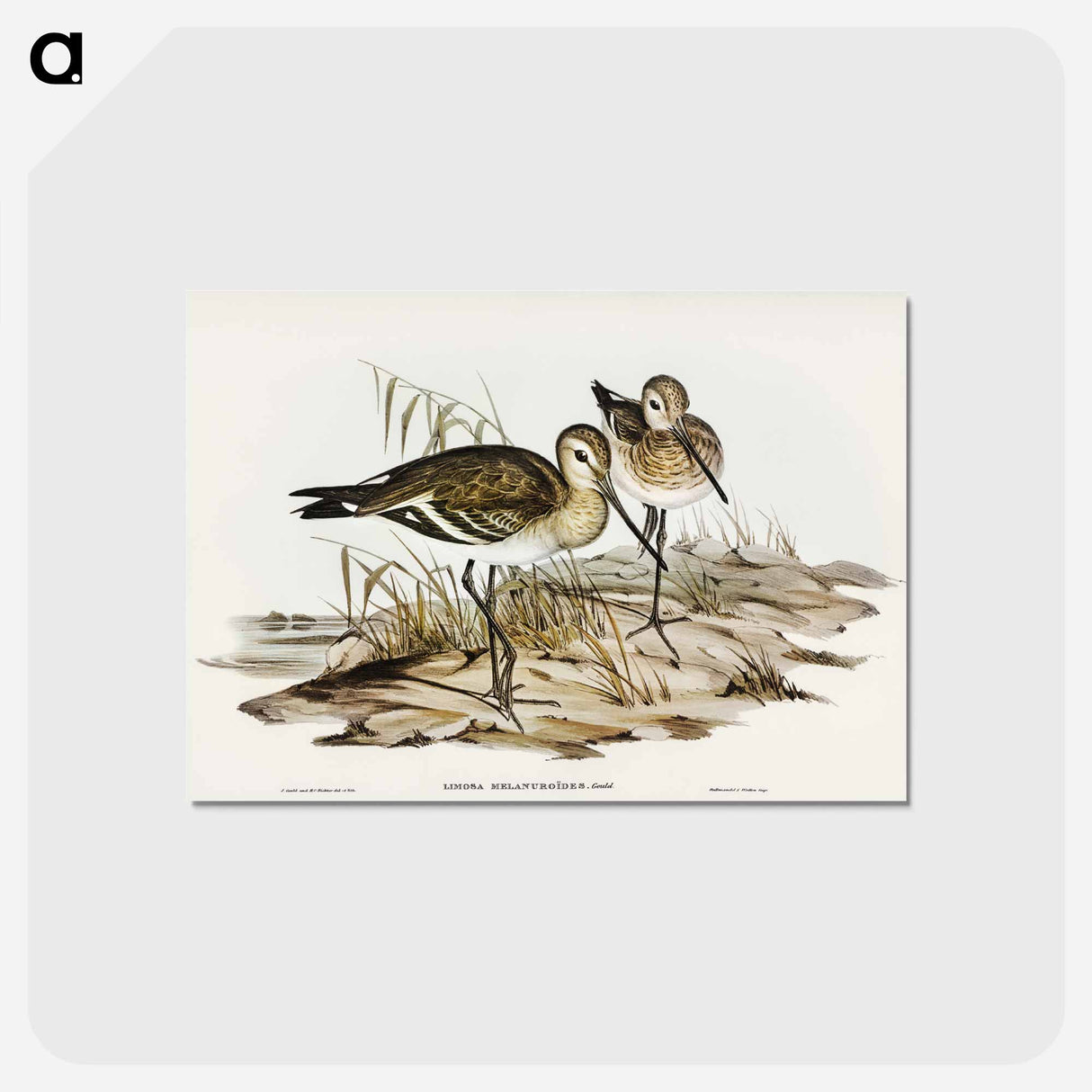 アートポストカード-Black-tailed Godwit
 - オーストラリアの鳥 Postcard.