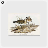 アートポストカード-Black-tailed Godwit
 - オーストラリアの鳥 Postcard.