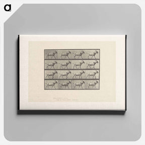 アートパネル-Goat in Motion
 - エドワード マイブリッジ Canvas.